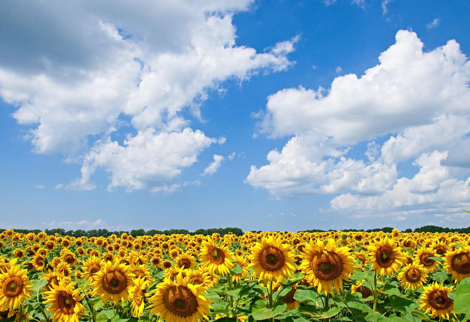 Vibrant Sunflower Field Sky Wall Art