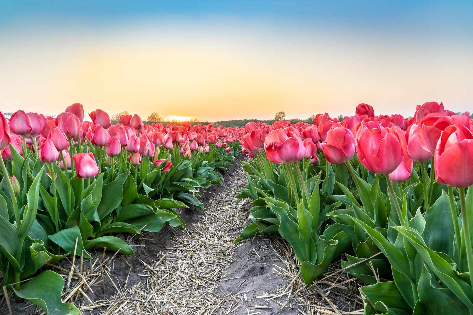 Vibrant Pink Tulip Field Sunset Wall Art