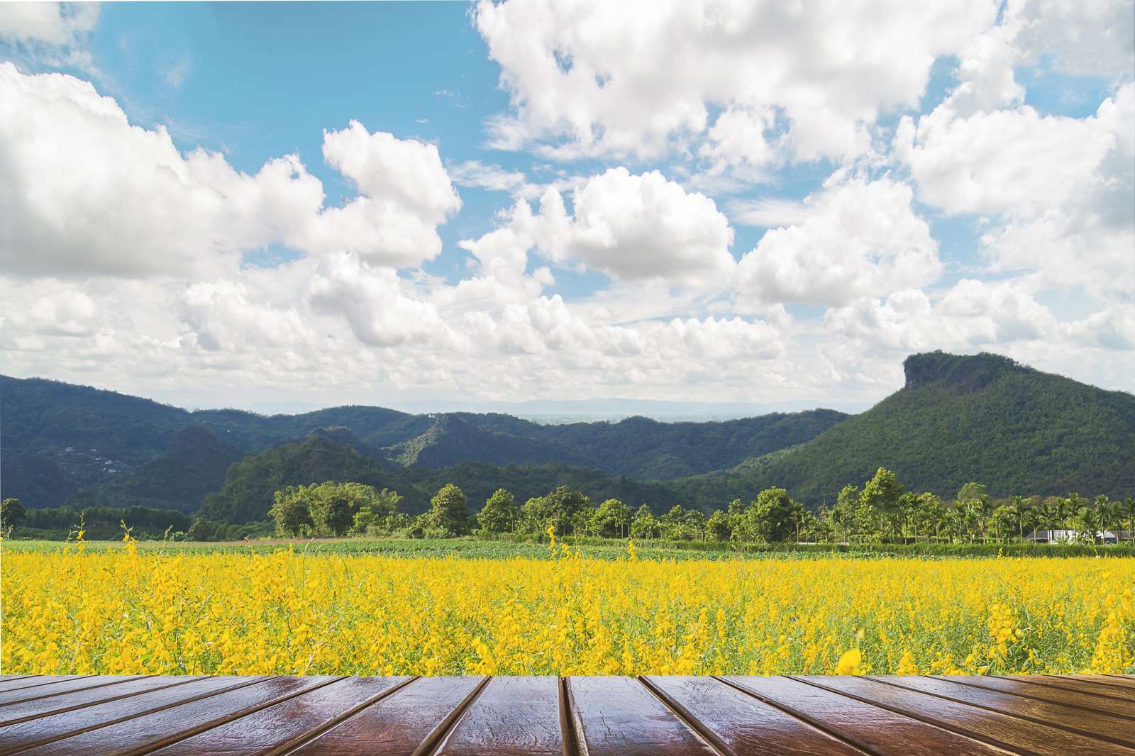 Vibrant Yellow Field Mountain Landscape Wall Art