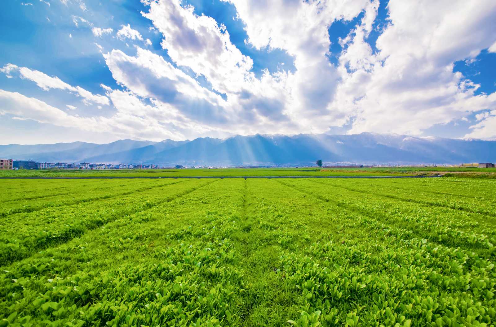 Verdant Field Landscape Nature Wall Art