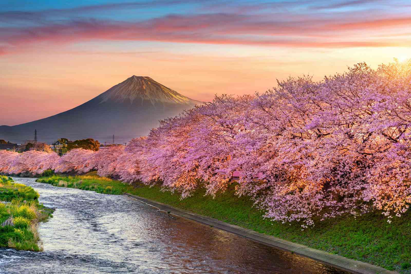 Mount Fuji Cherry Blossom River Wall Art