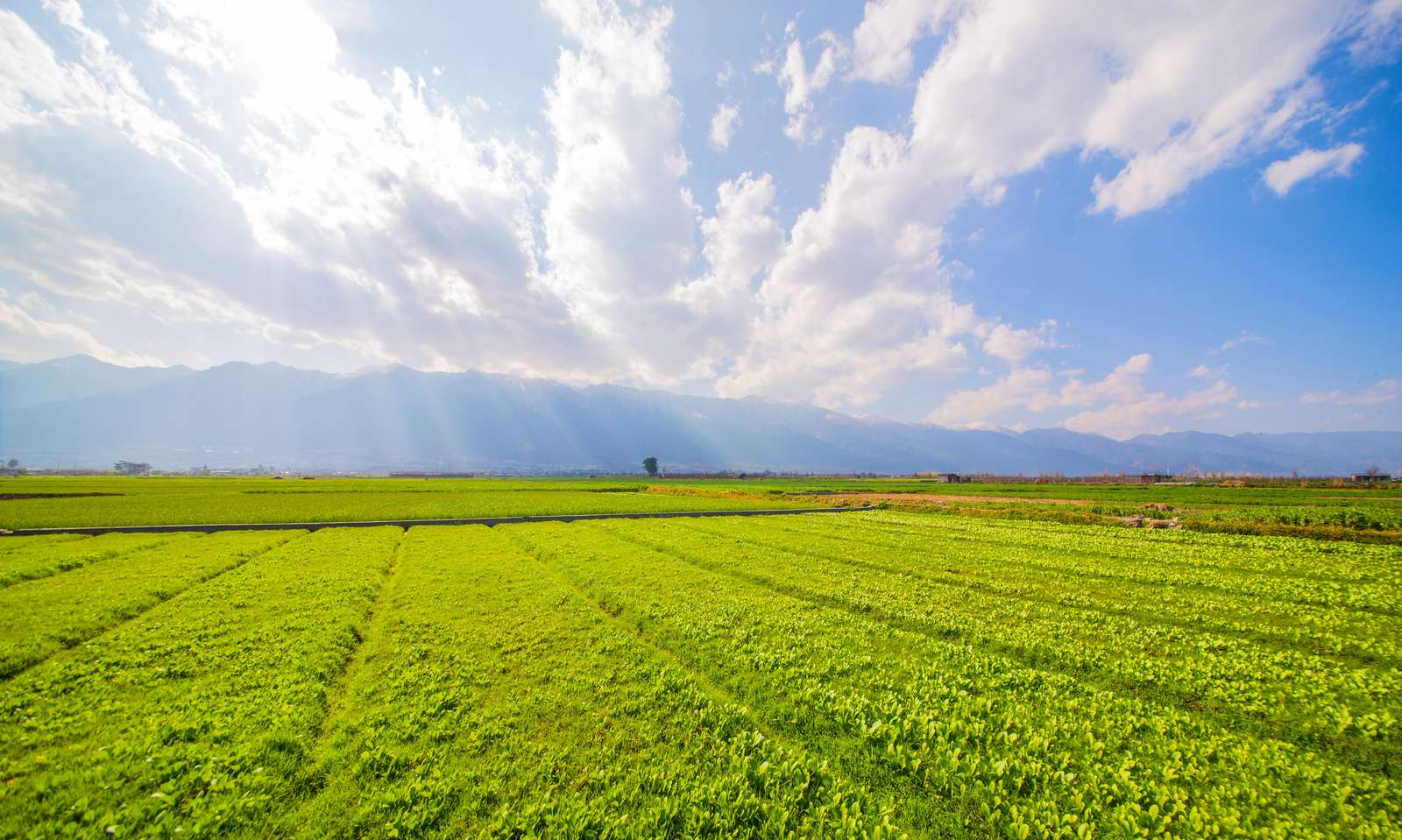 Vibrant Green Fields & Majestic Mountains Wall Art