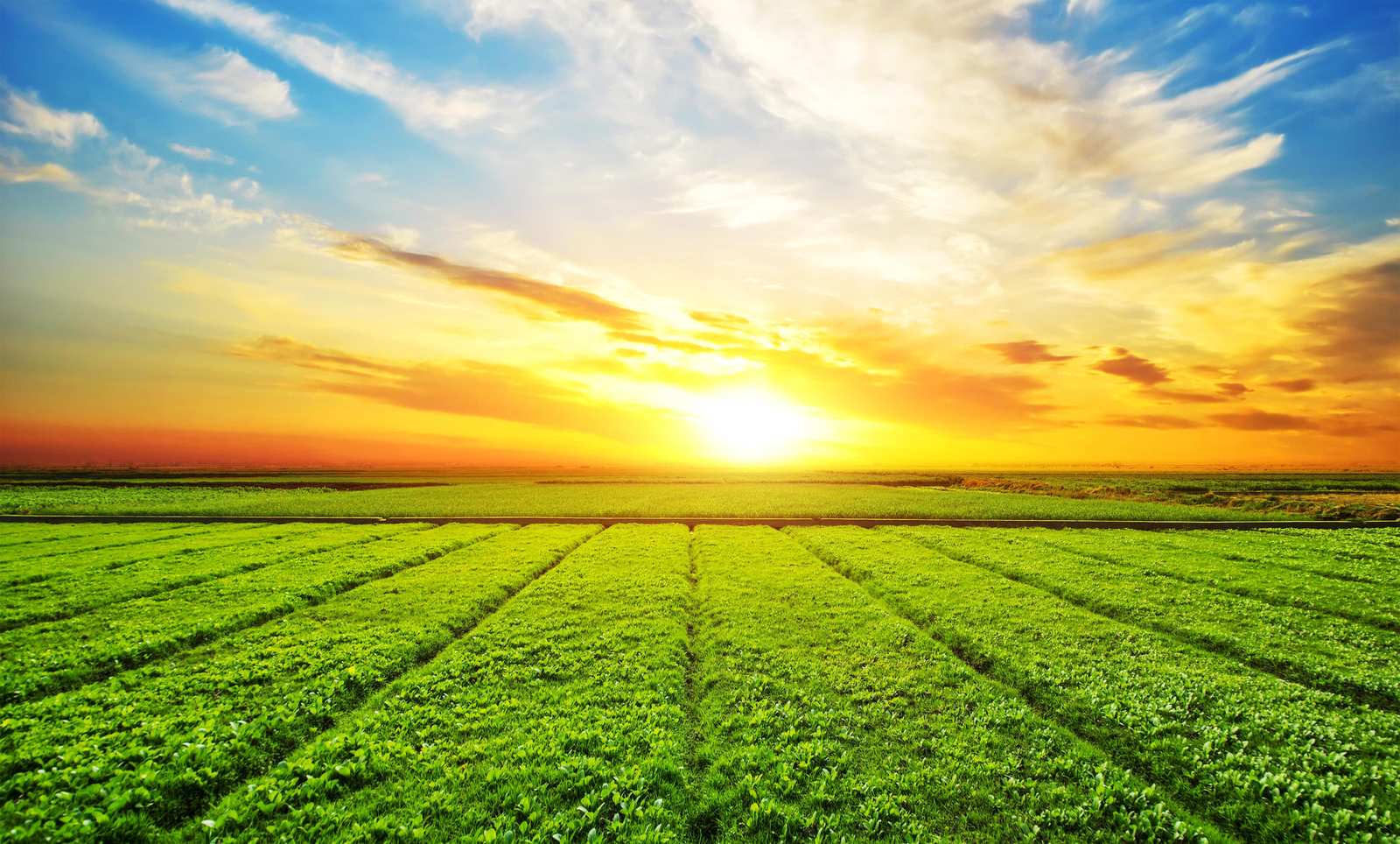 Vibrant Sunrise Fields Wall Art