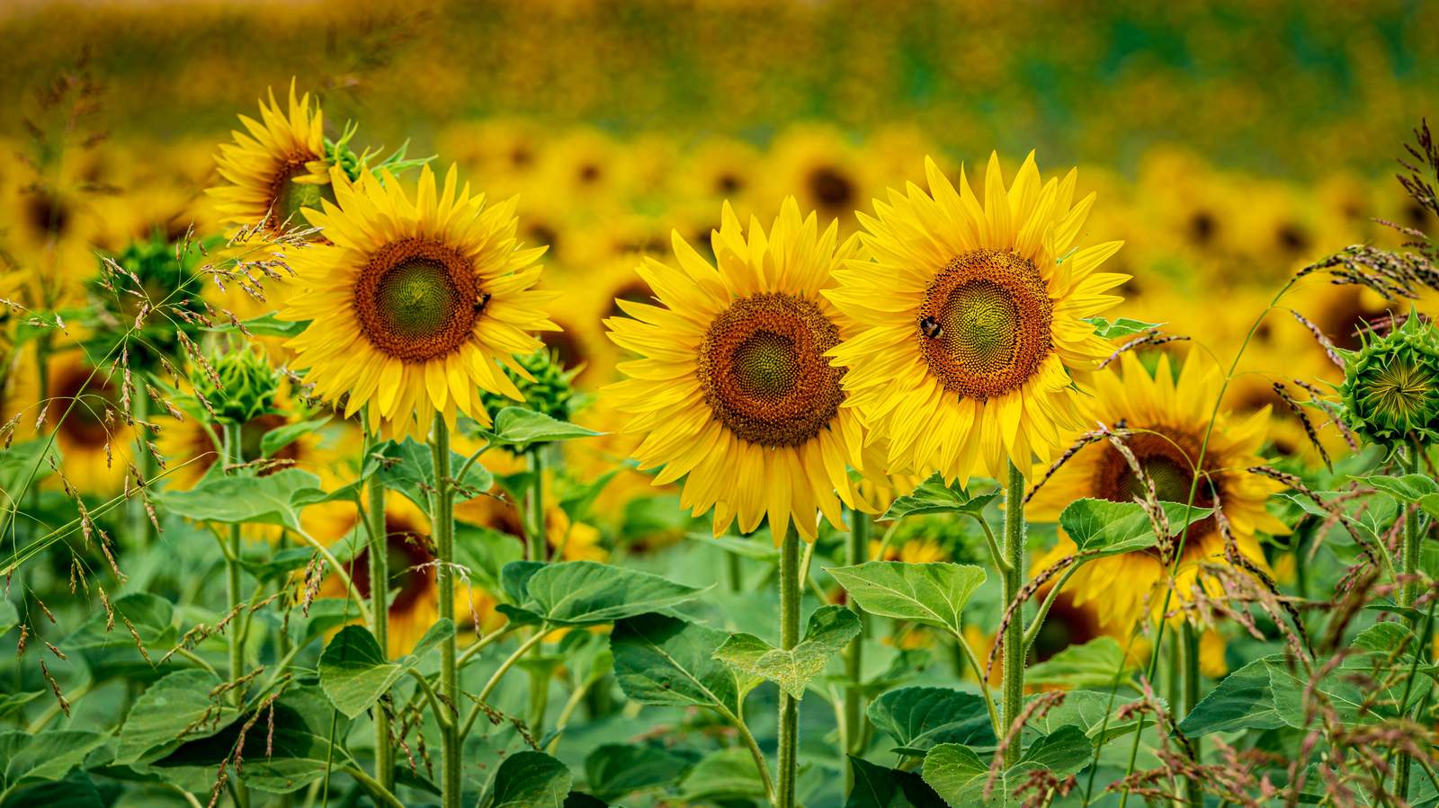 Vibrant Sunflower Field Wall Art