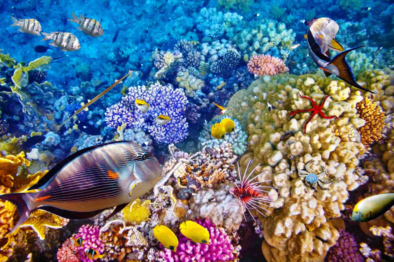 Vibrant Coral Reef Fish Wall Art