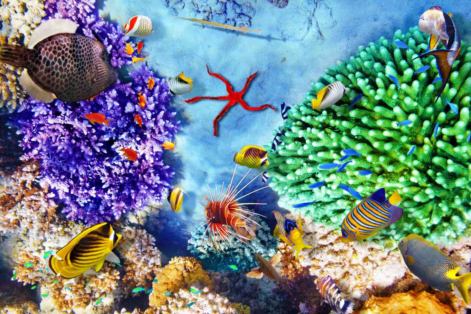 Vibrant Coral Reef Tropical Fish Wall Art