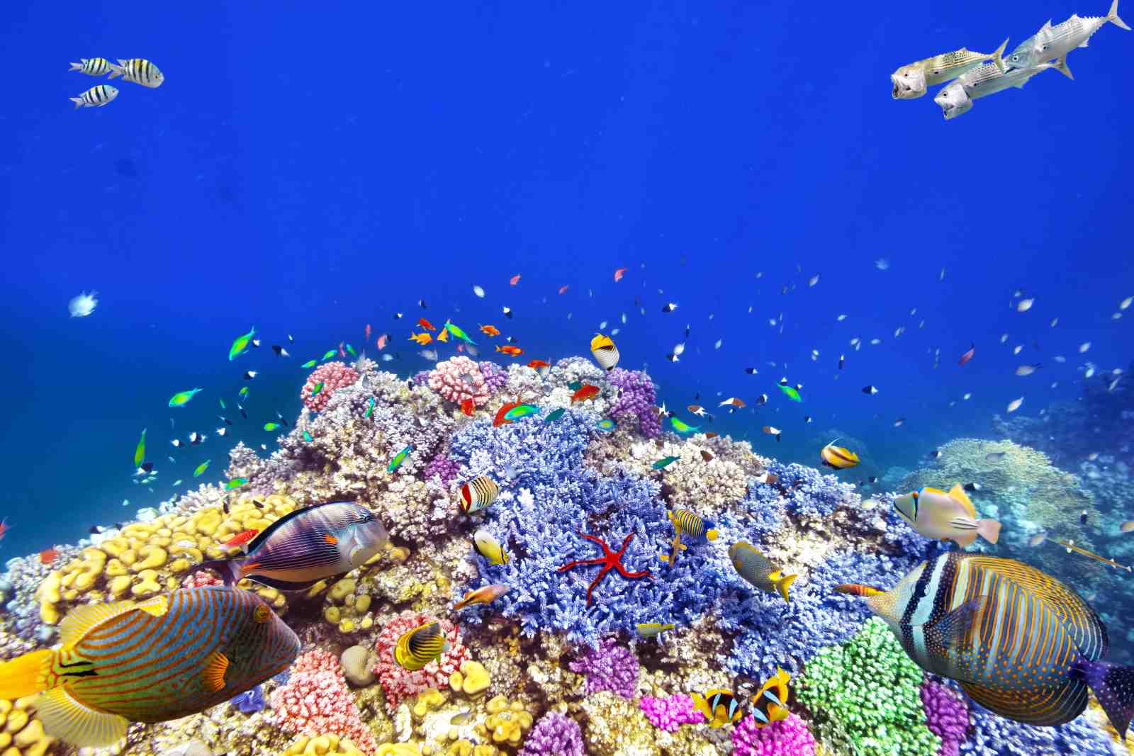 Vibrant Coral Reef Fish Wall Art