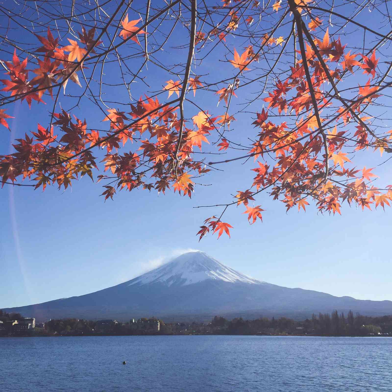 Vibrant Mt. Fuji Autumn Maple Wall Art