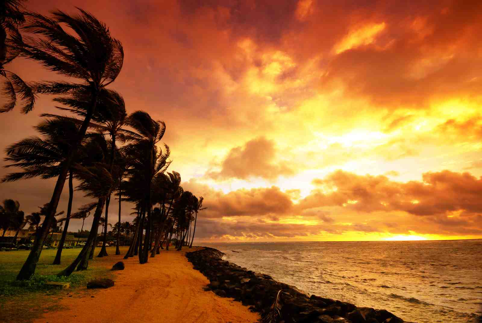 Tropical Sunset Palm Trees Wall Art