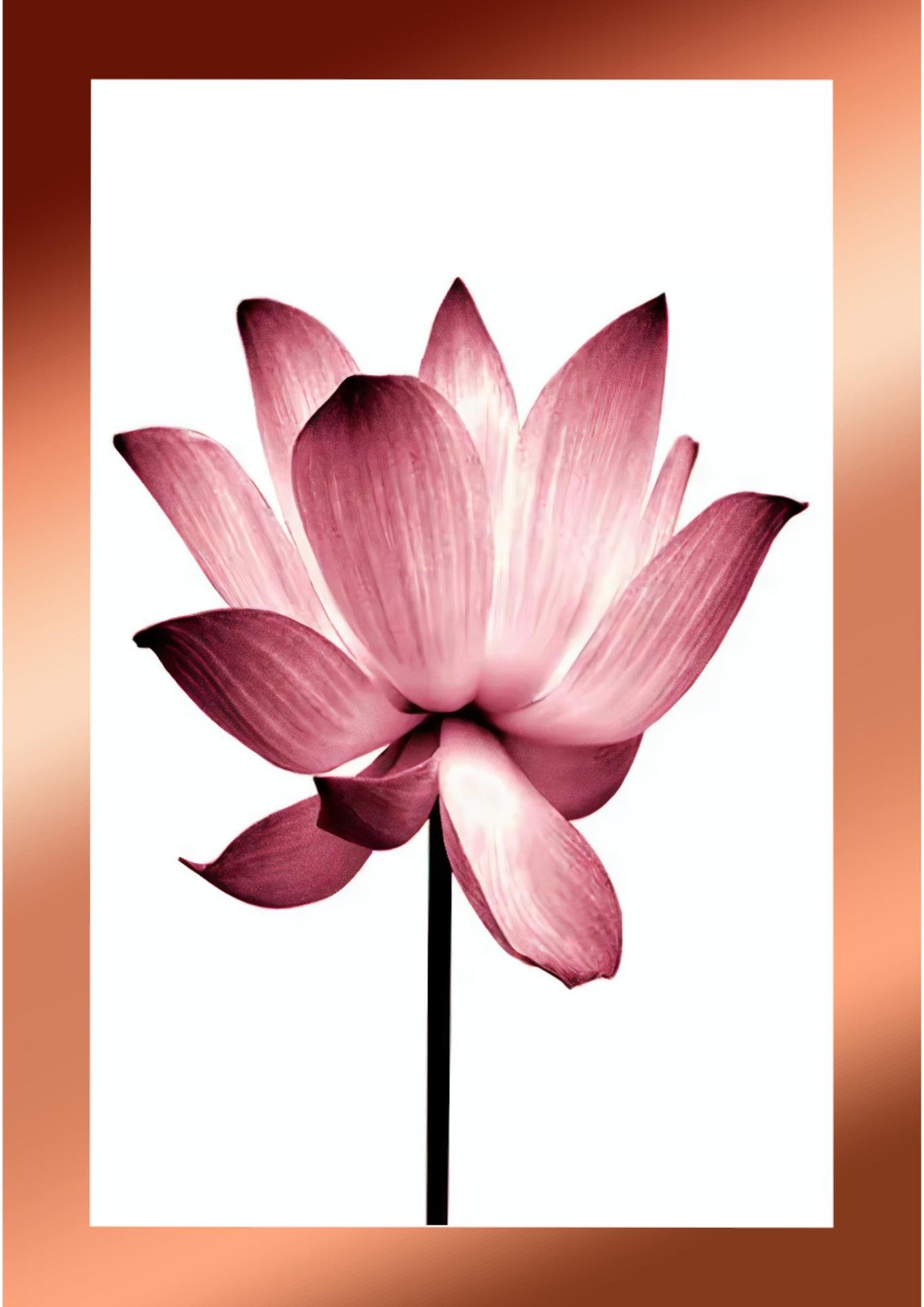 Serene Pink Lotus Blossom Wall Art