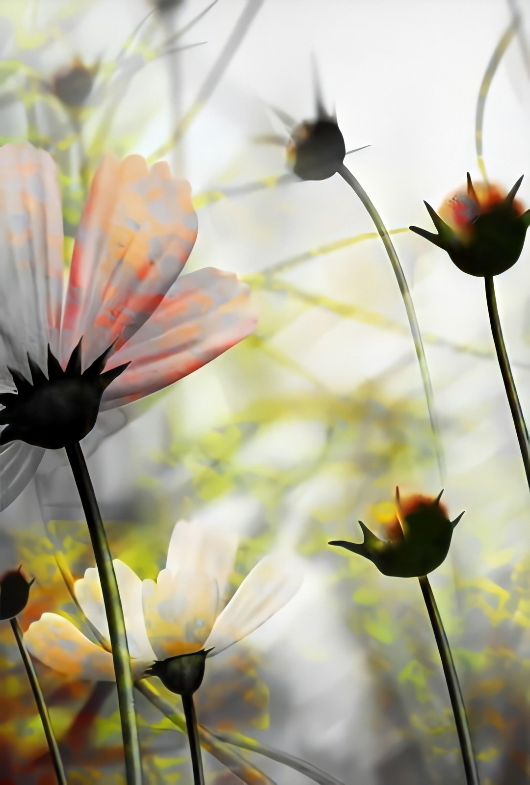 Abstract Floral Dreams Wall Art