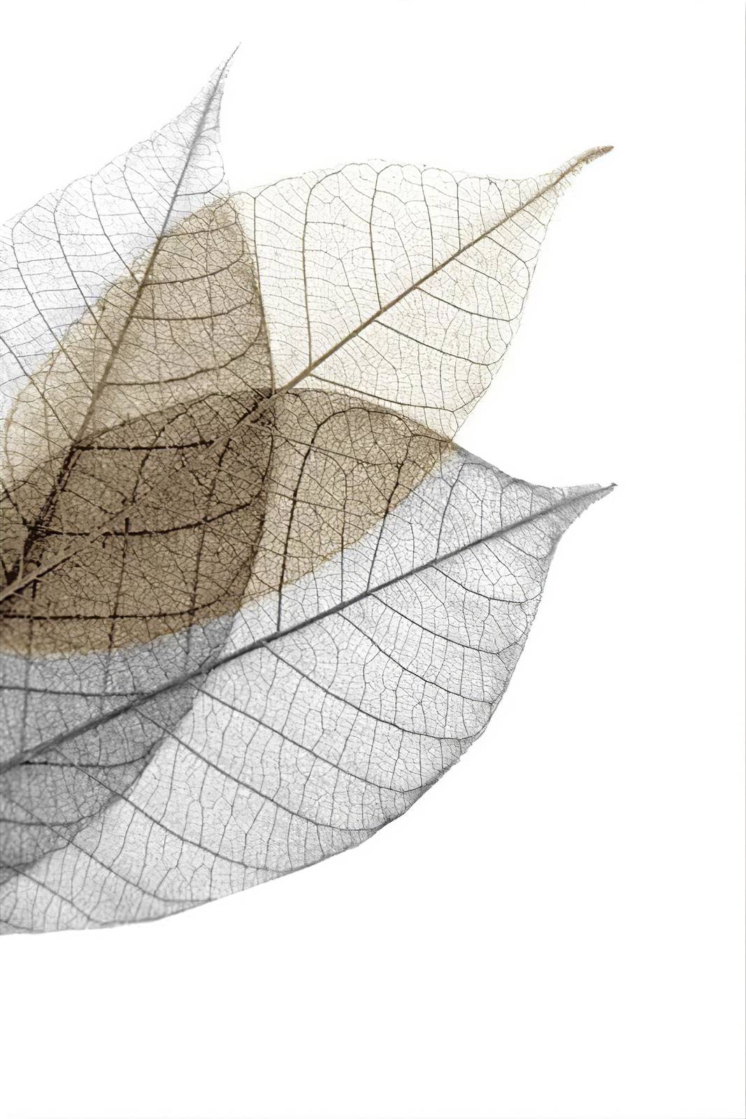 Nature's Skeleton Gold & Grey Leaves Wall Art