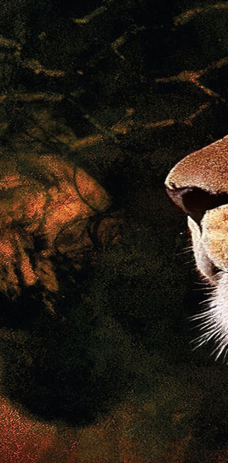 Majestic Lion Face Close-up Wall Art