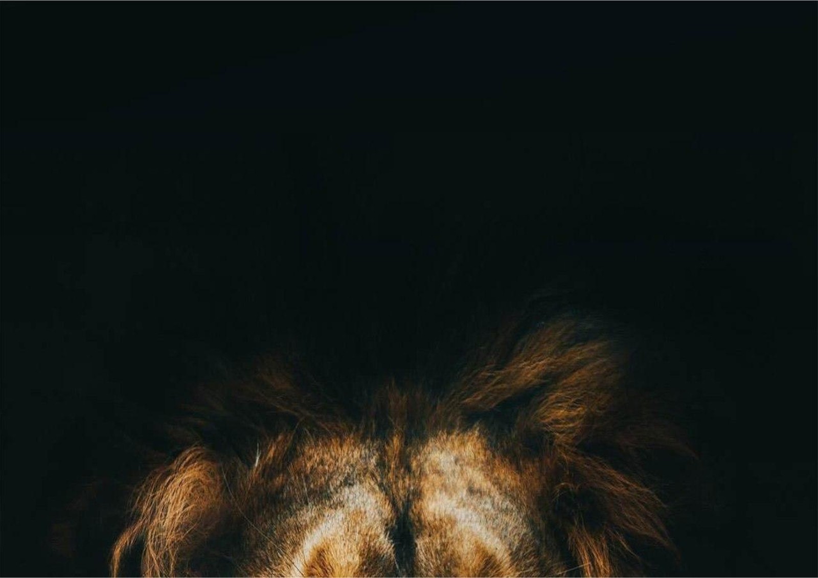 Majestic Lion Portrait Wall Art