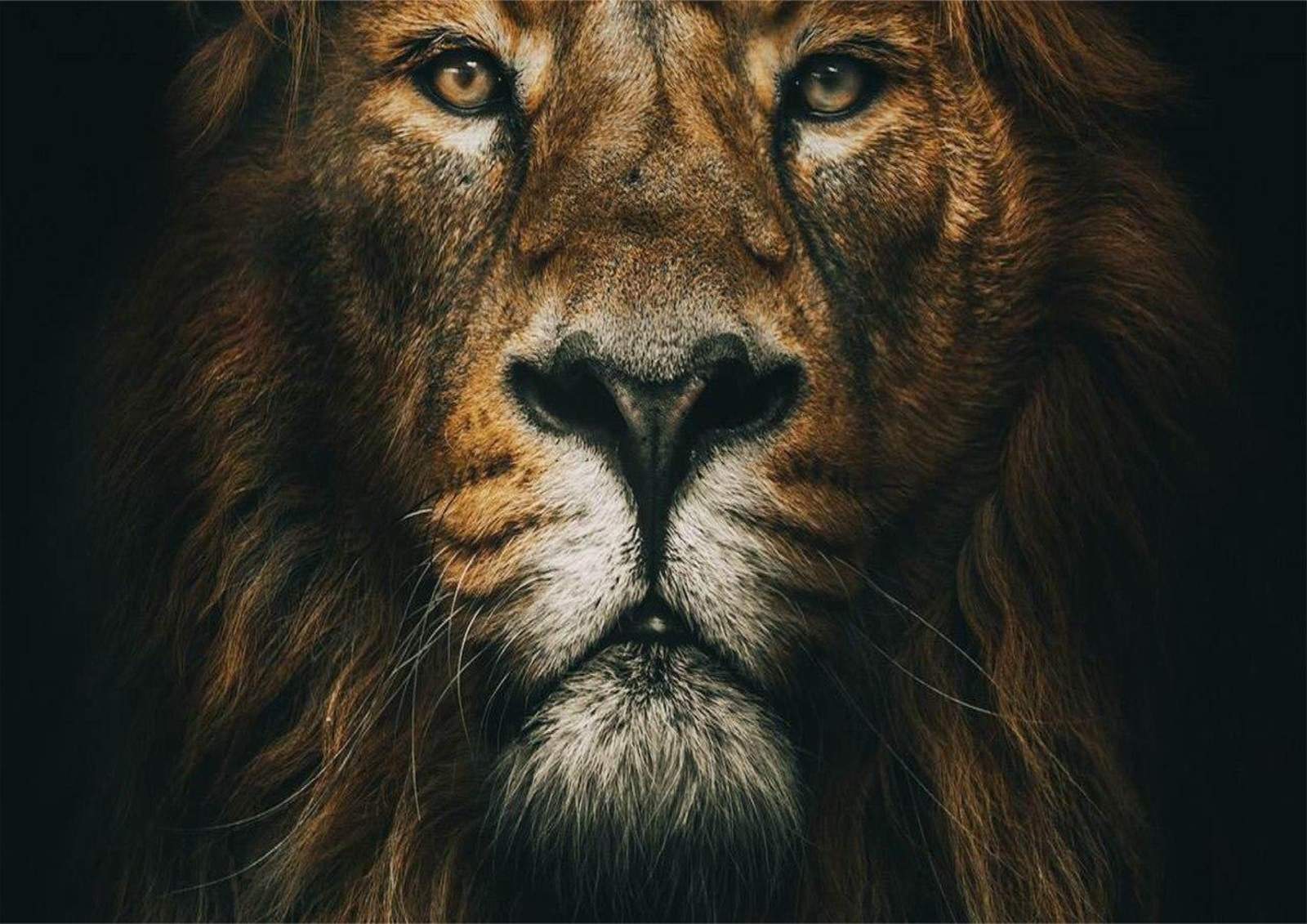 Majestic Lion King Fierce Portrait Wall Art
