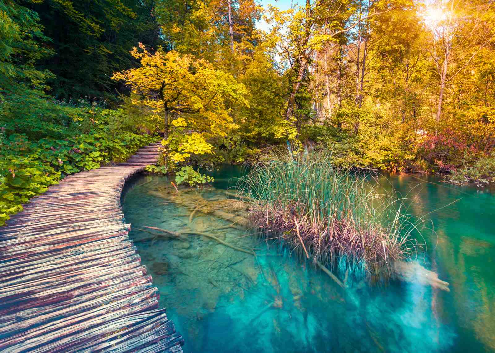 Serene Forest Lake Pathway Wall Art