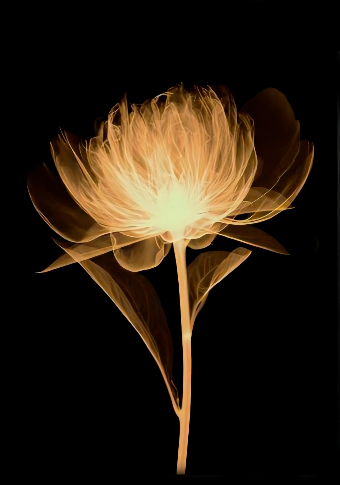 Golden Bloom X-Ray Flower Wall Art