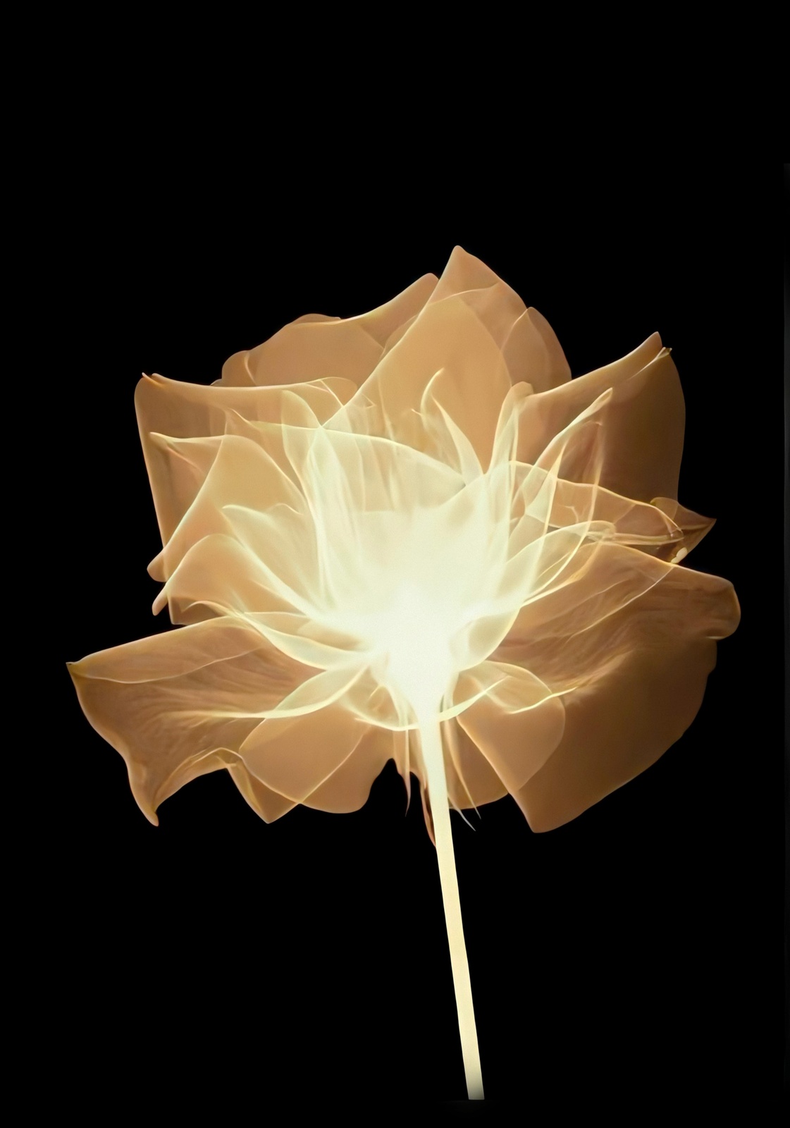 Luminous Golden Rose Wall Art Wall Art