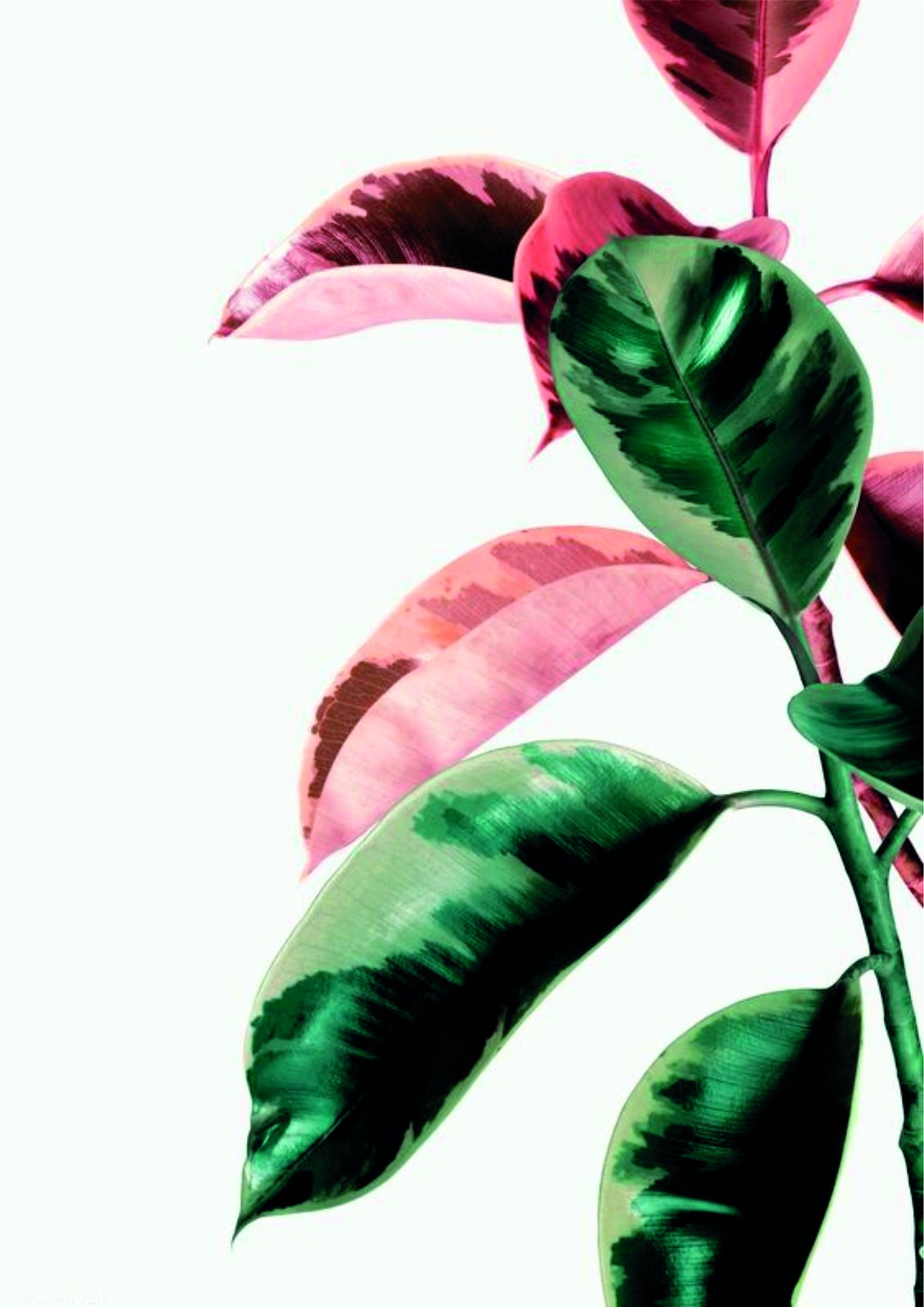 Vibrant Ficus Elastica Leaves Wall Art