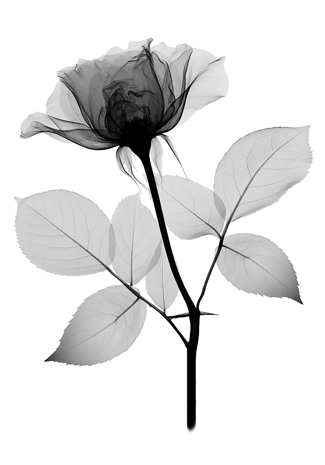 X-Ray Rose Bloom Wall Art Wall Art