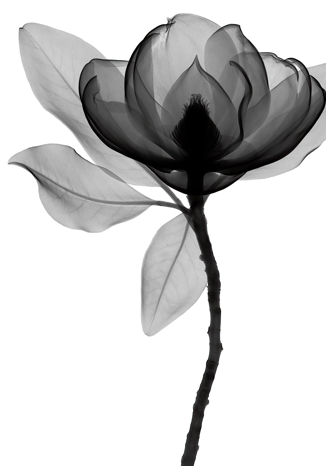 X-Ray Magnolia Flower Wall Art Wall Art