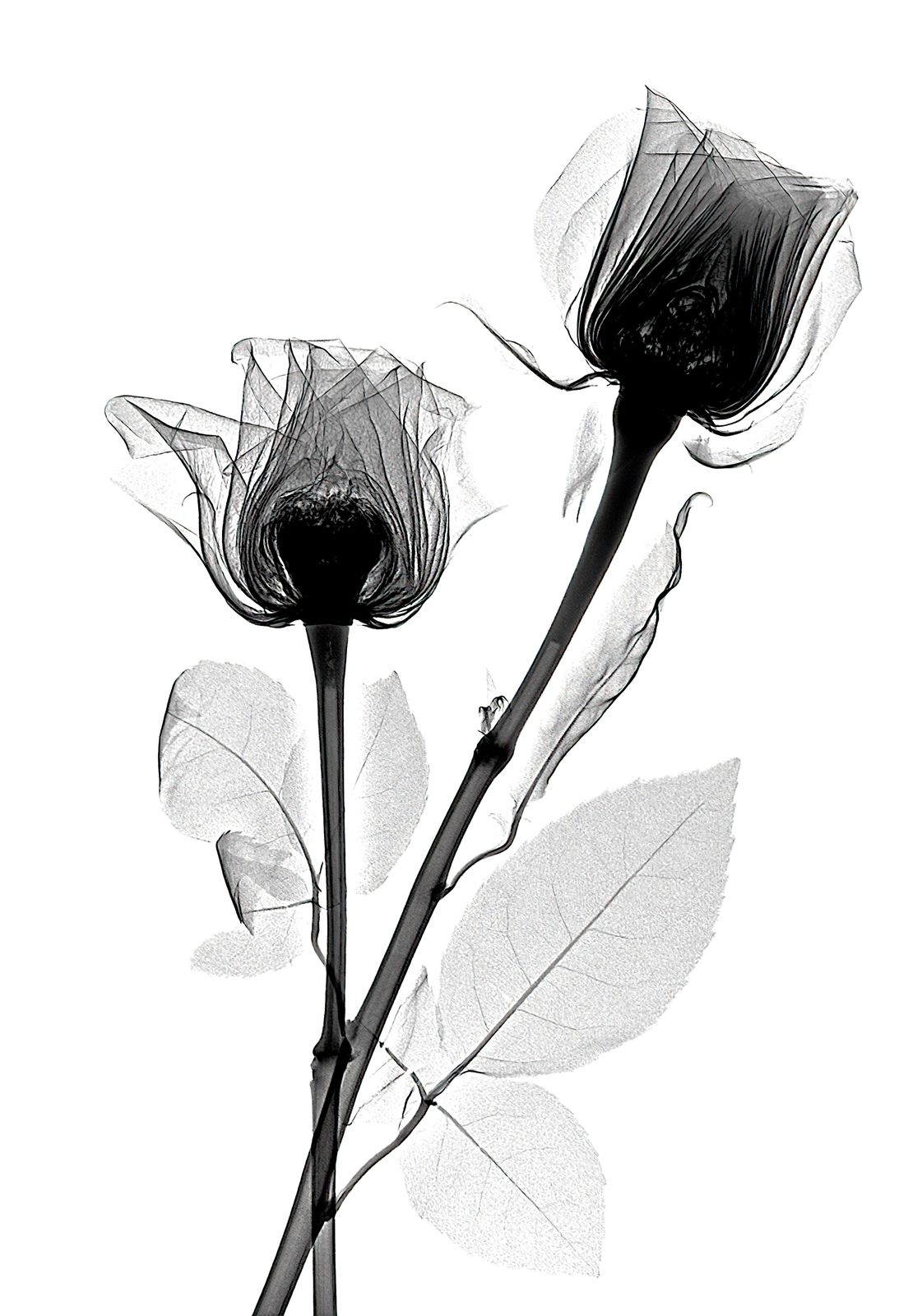 Elegant Rose X-Ray Wall Art for Modern Homes