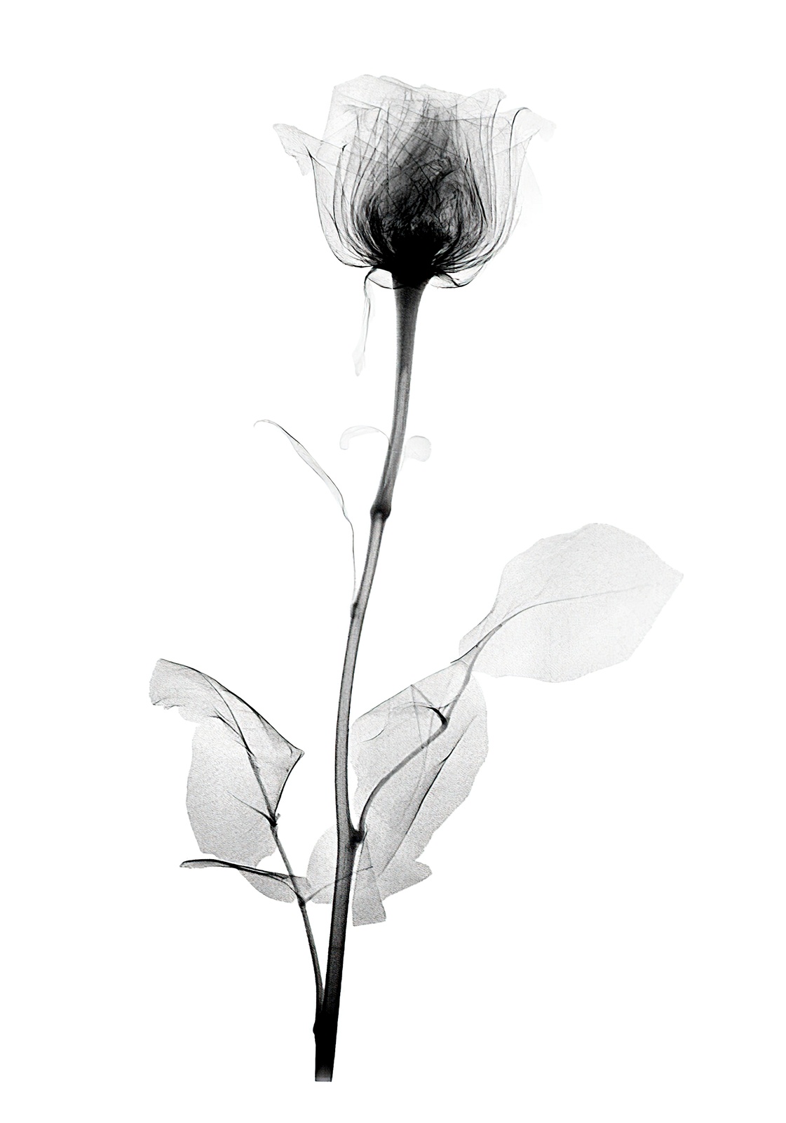 Elegant X-Ray Rose Wall Art