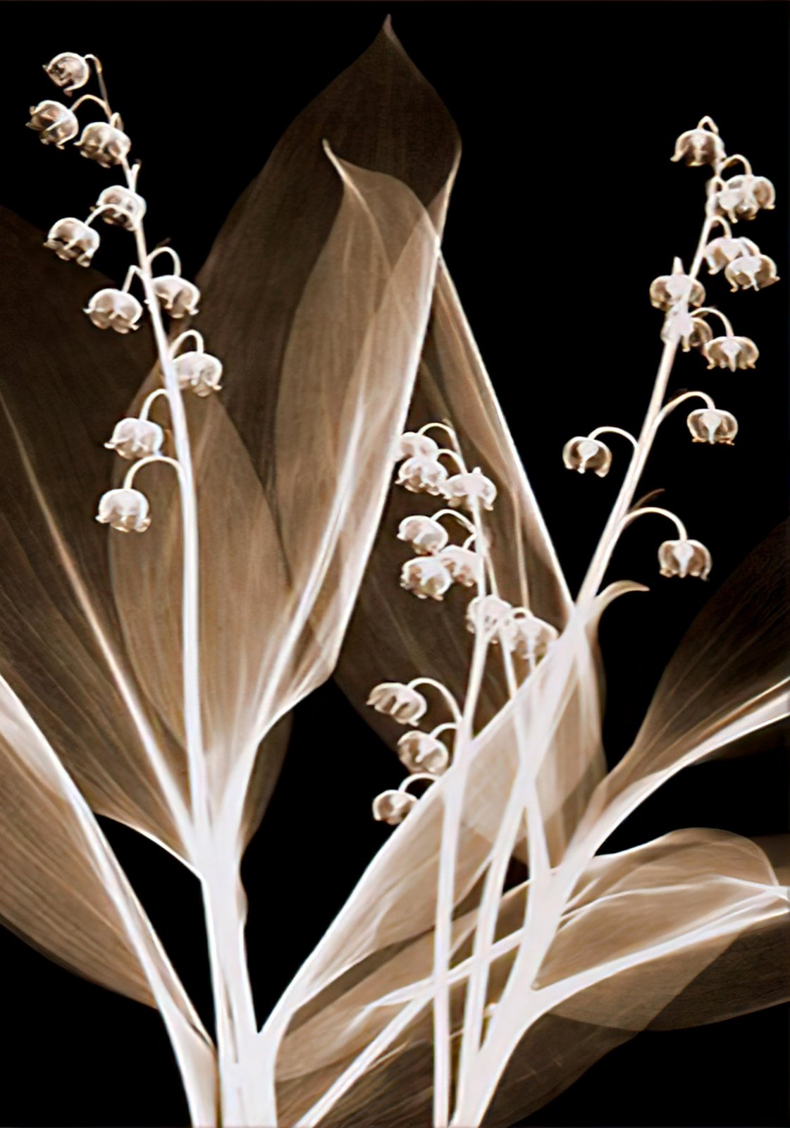 Elegant Lily of the Valley X-Ray Wall Art