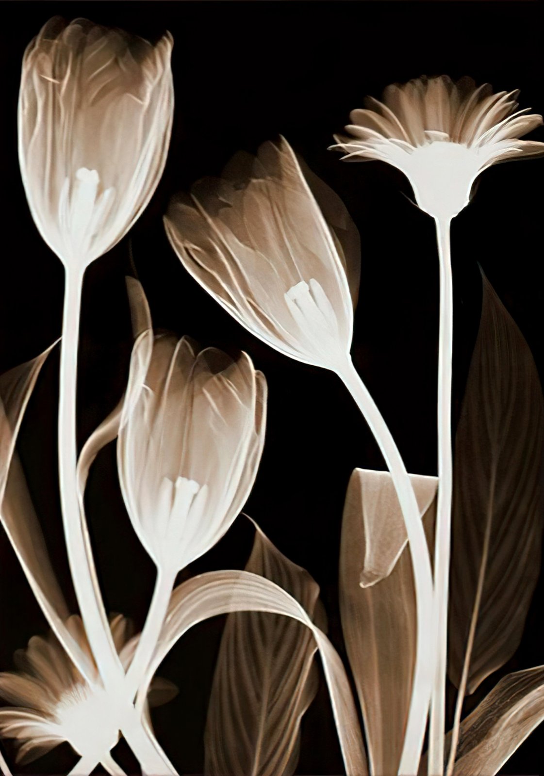 Elegant Tulip & Gerbera X-Ray Wall Art Art