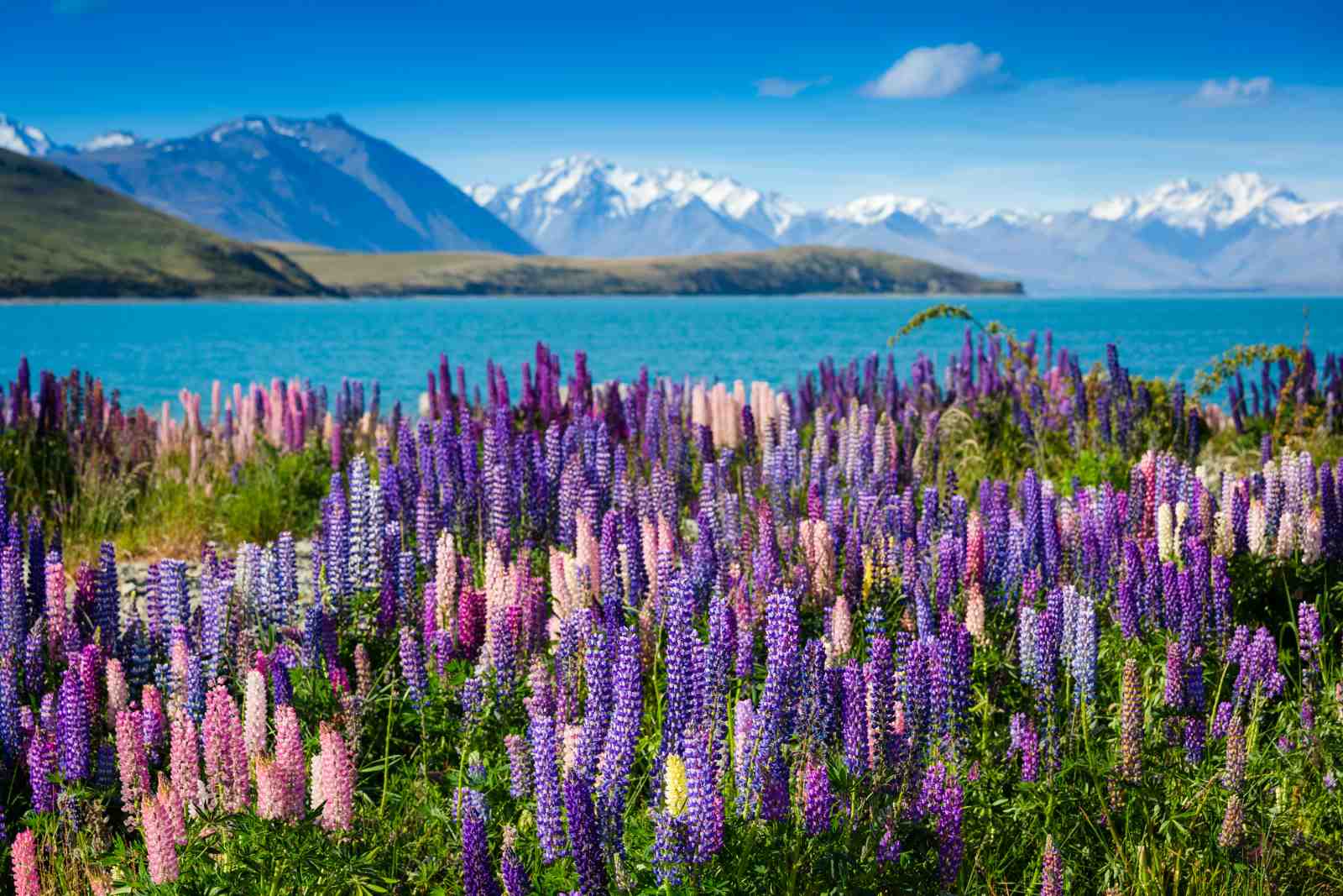 Vibrant Lupine Field Lake Mountain Wall Art