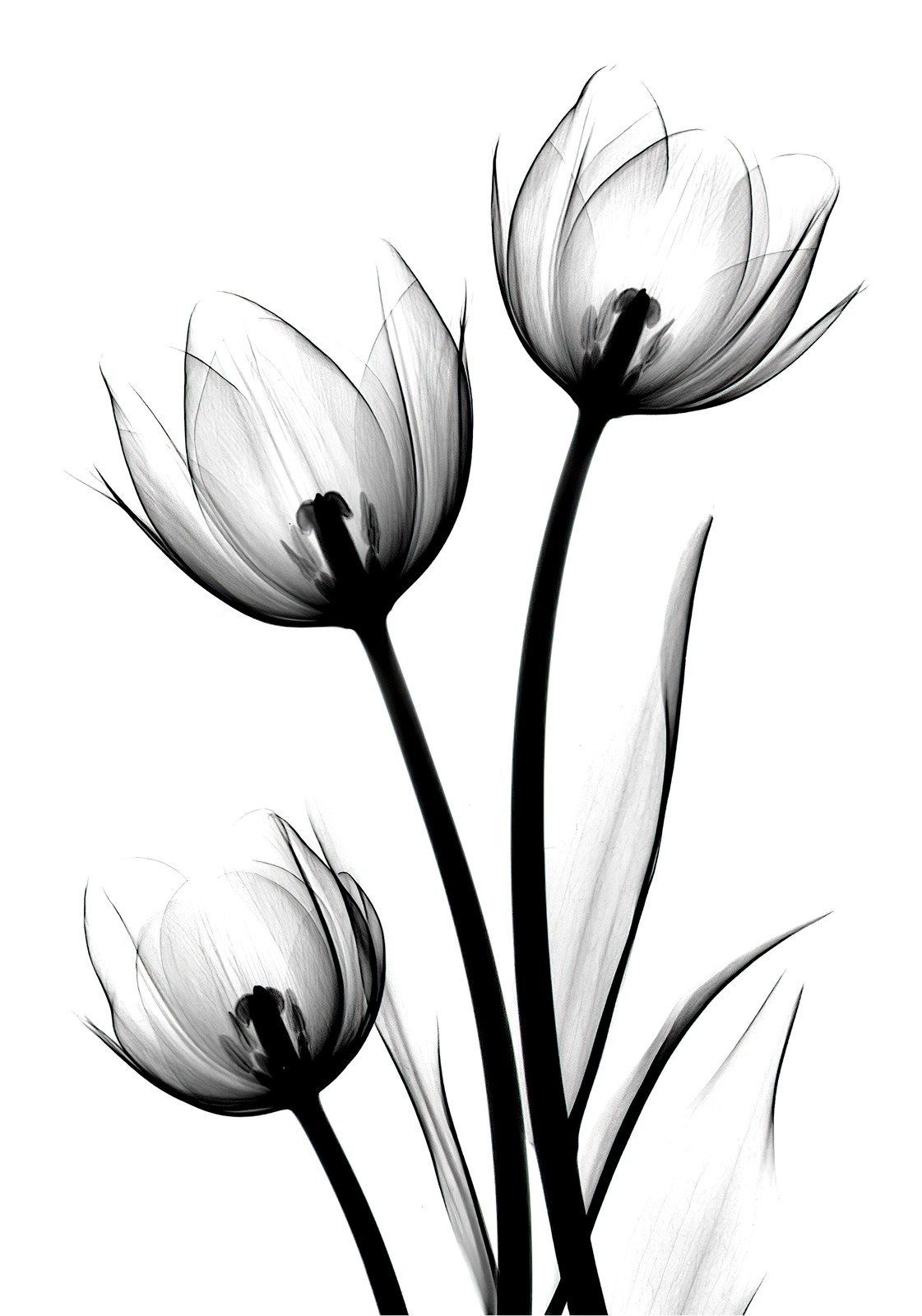 X-Ray Tulip Elegance Wall Art