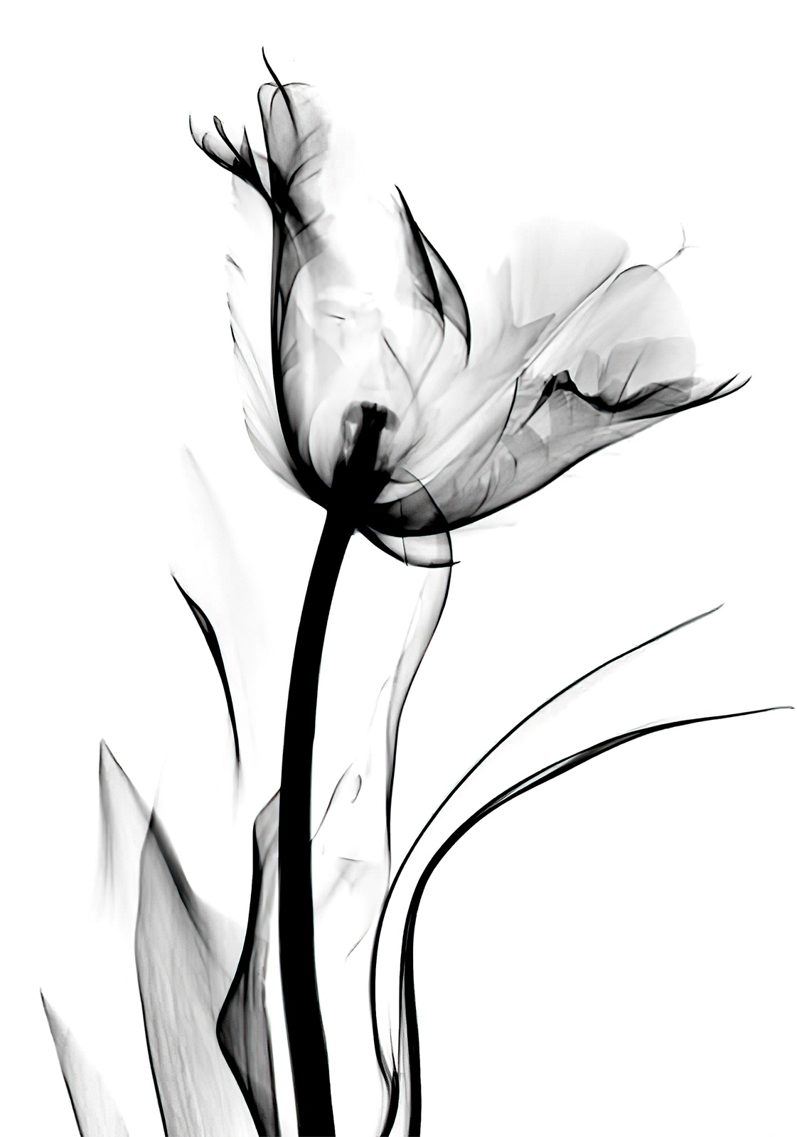 Elegant X-Ray Tulip Wall Art Wall Art