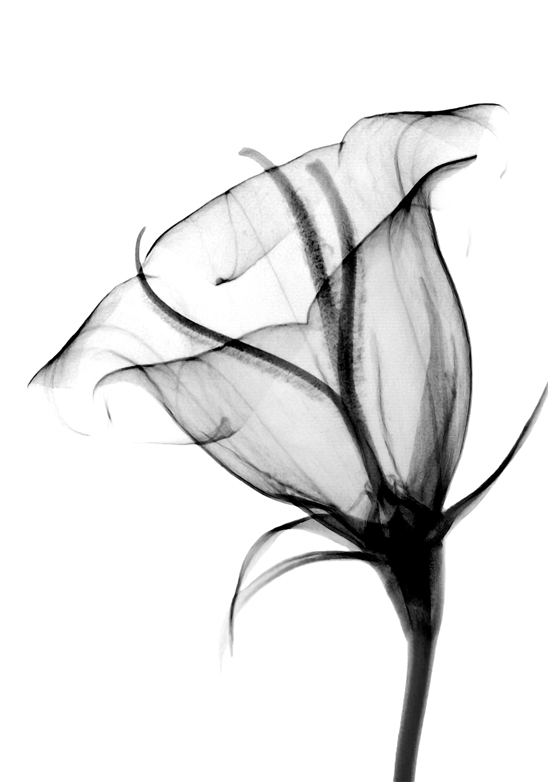 Elegant X-Ray Lily Wall Art