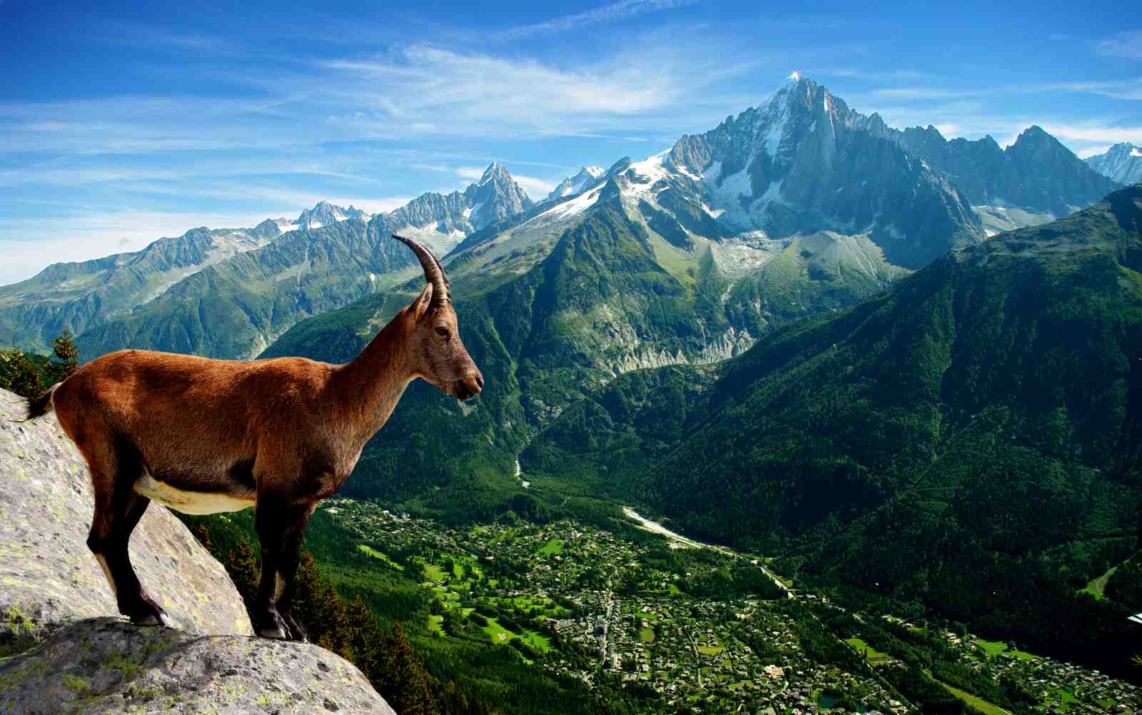 Majestic Alpine Ibex Mountain Landscape Wall Art