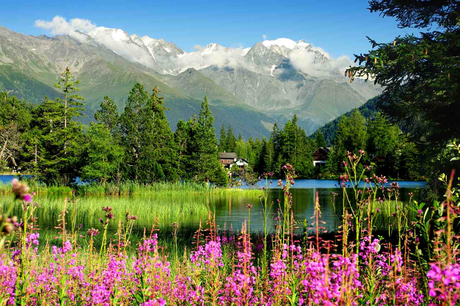 Serene Alpine Lake & Wildflowers Wall Art