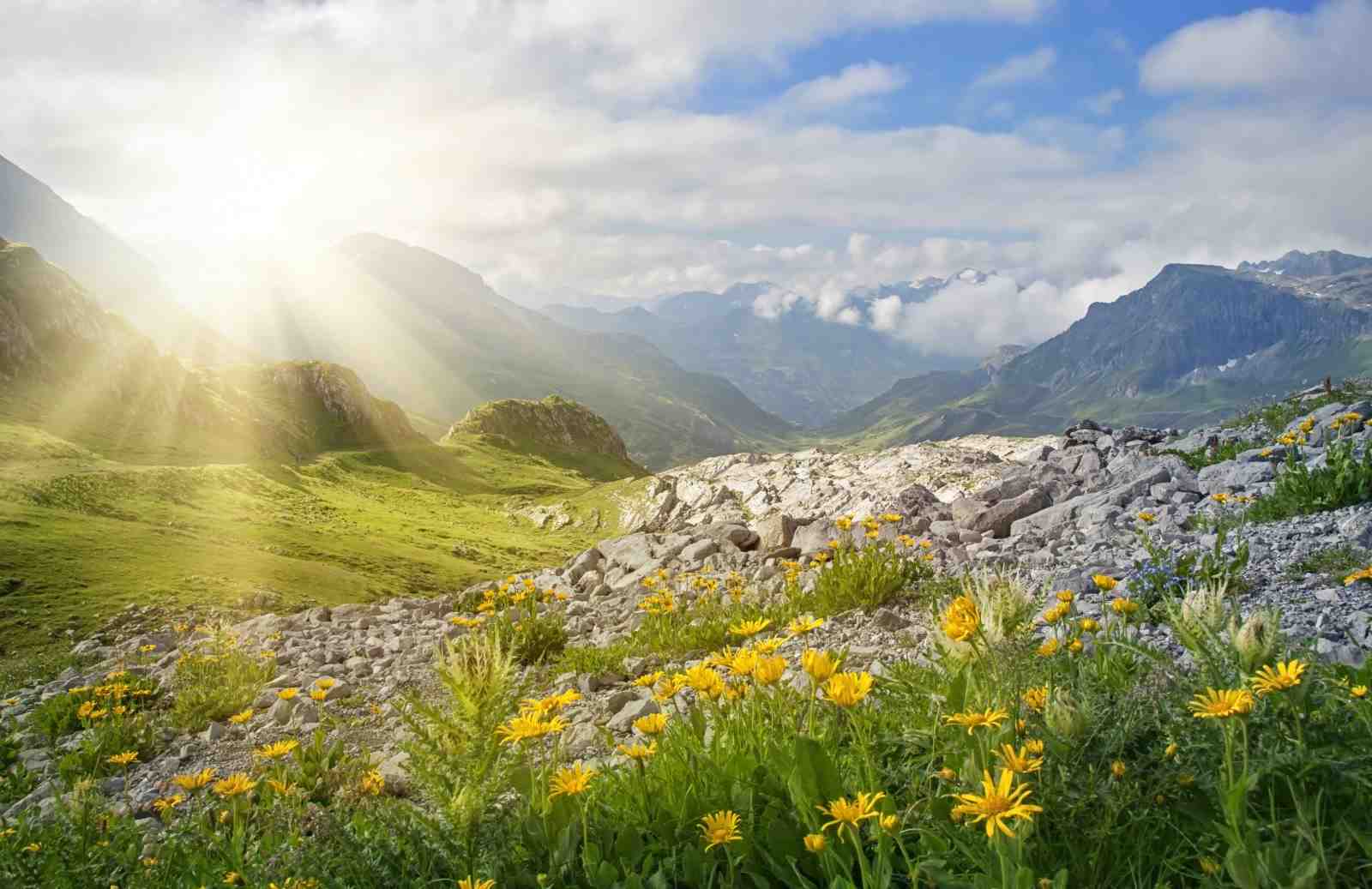 Serene Alpine Meadow & Sunbeams Wall Art