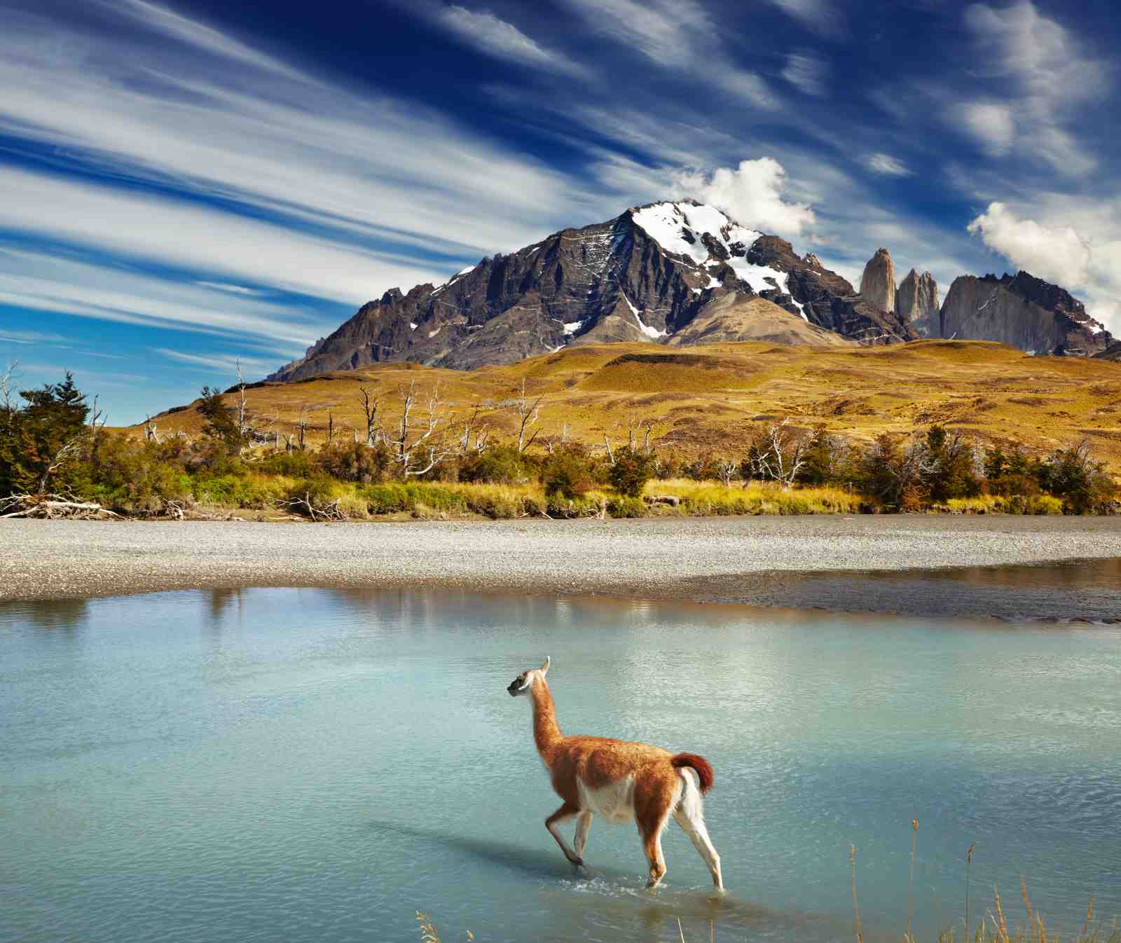 Patagonia Guanaco Serenity Wall Art