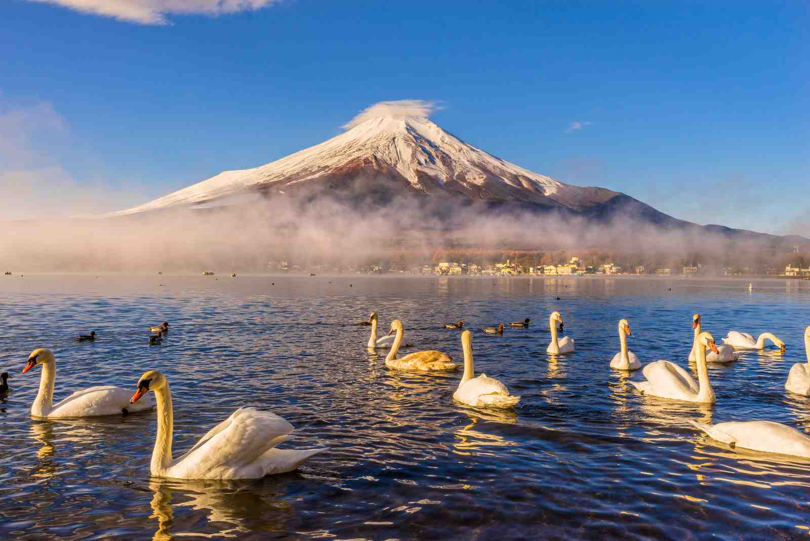 Majestic Swans & Fuji Sunrise Wall Art