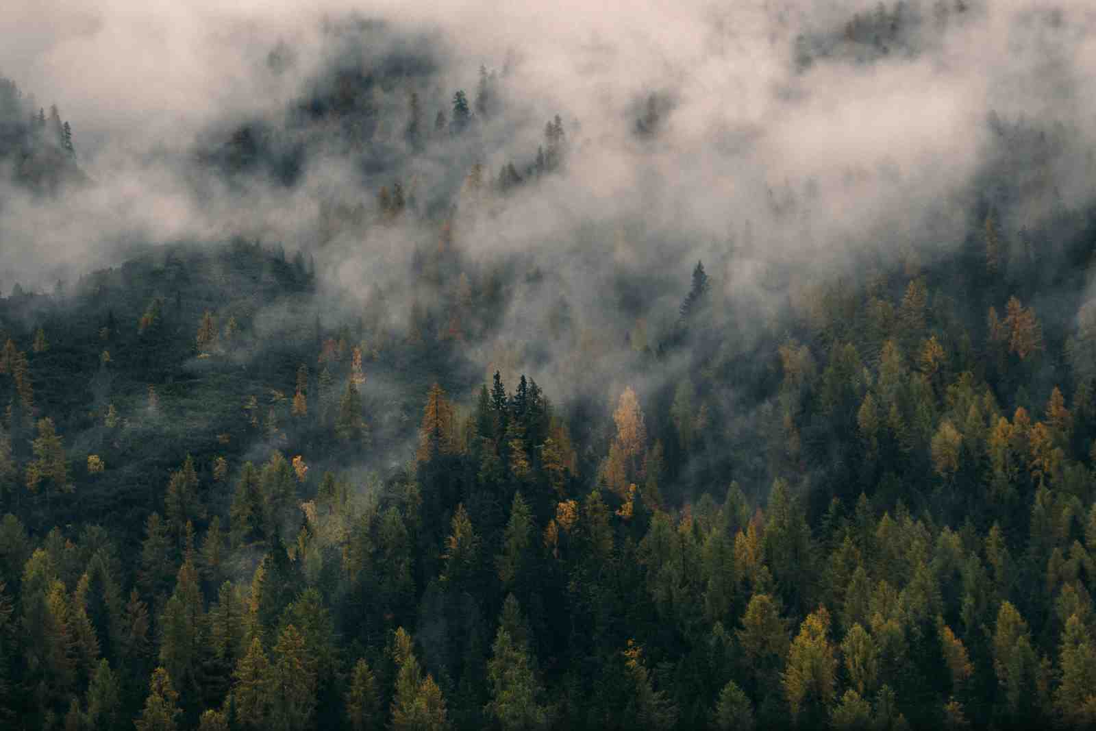 Misty Forest Serenity Wall Art