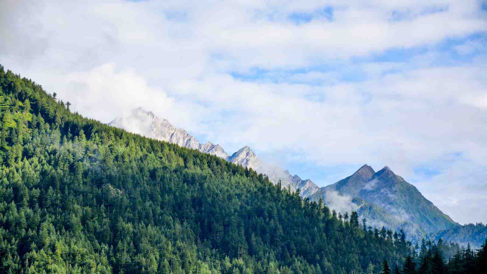 Majestic Forested Mountains Wall Art