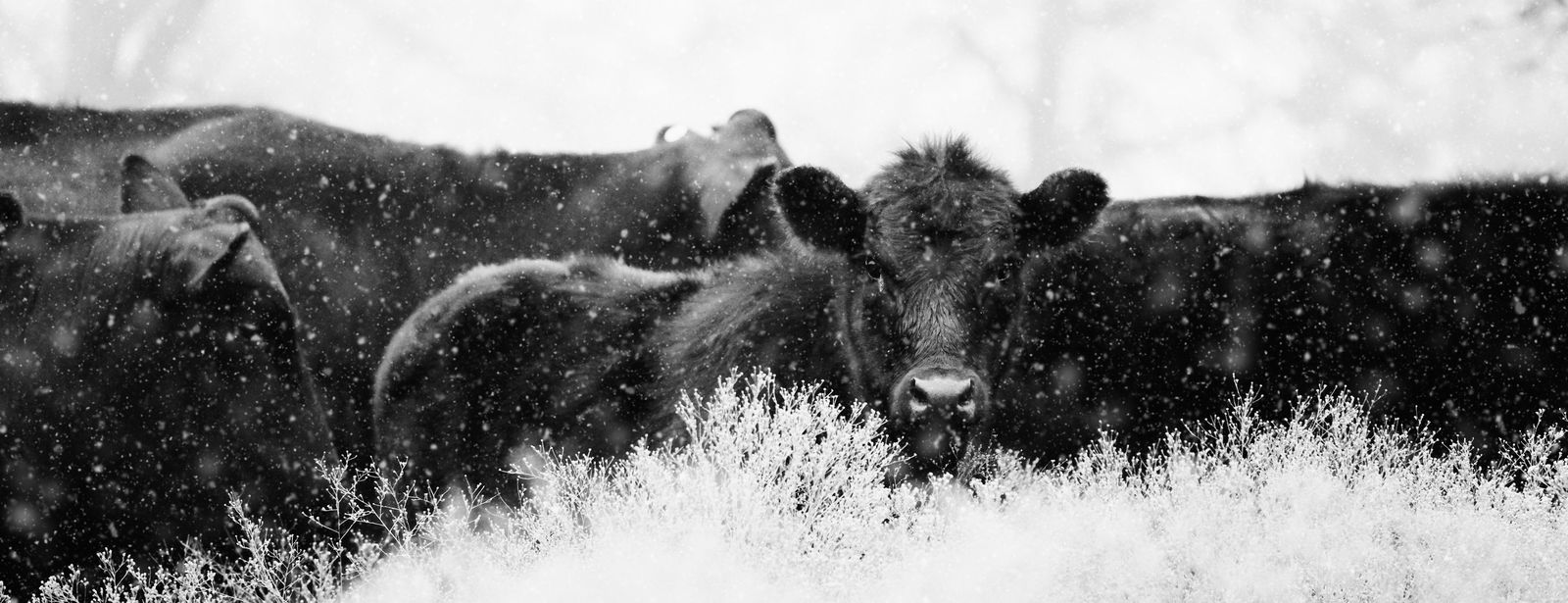 Majestic Cattle Snowfall Black & White Wall Art