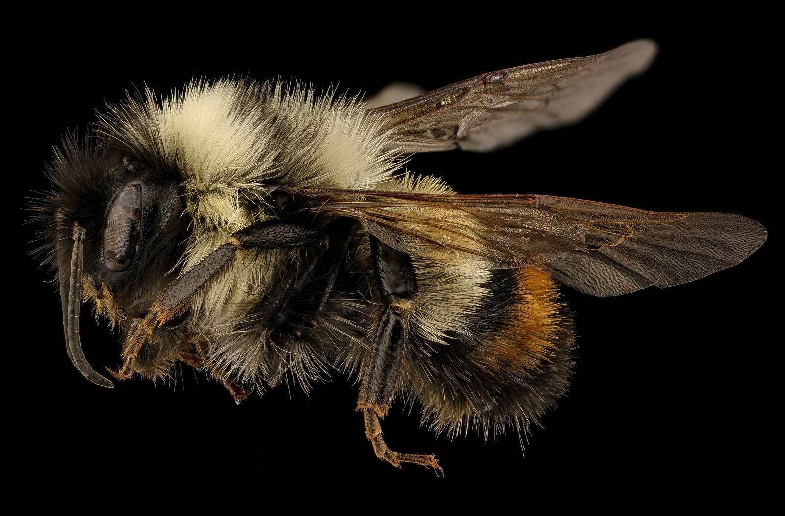 Majestic Bumblebee Macro Photography Wall Art