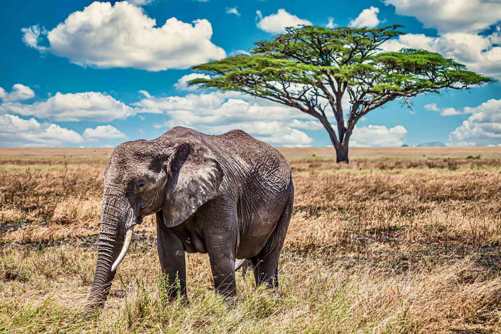 Majestic Elephant in Savannah Wall Art