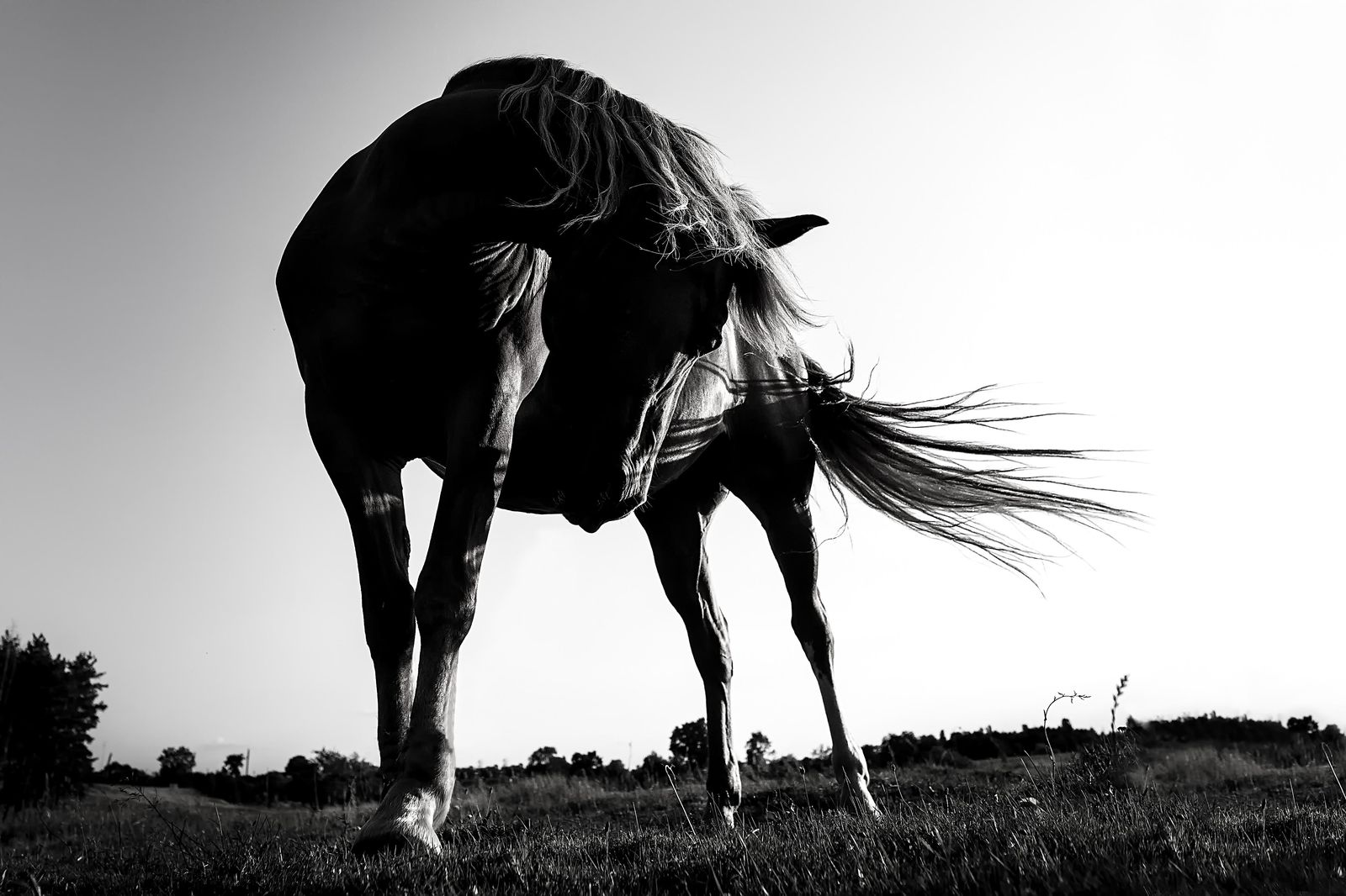 Majestic Horse Silhouette B&W Wall Art