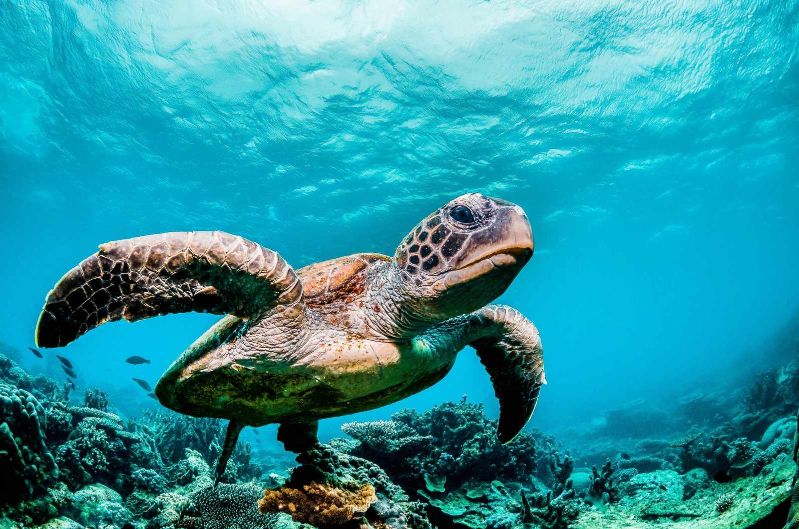 Majestic Sea Turtle Ocean Life Wall Art