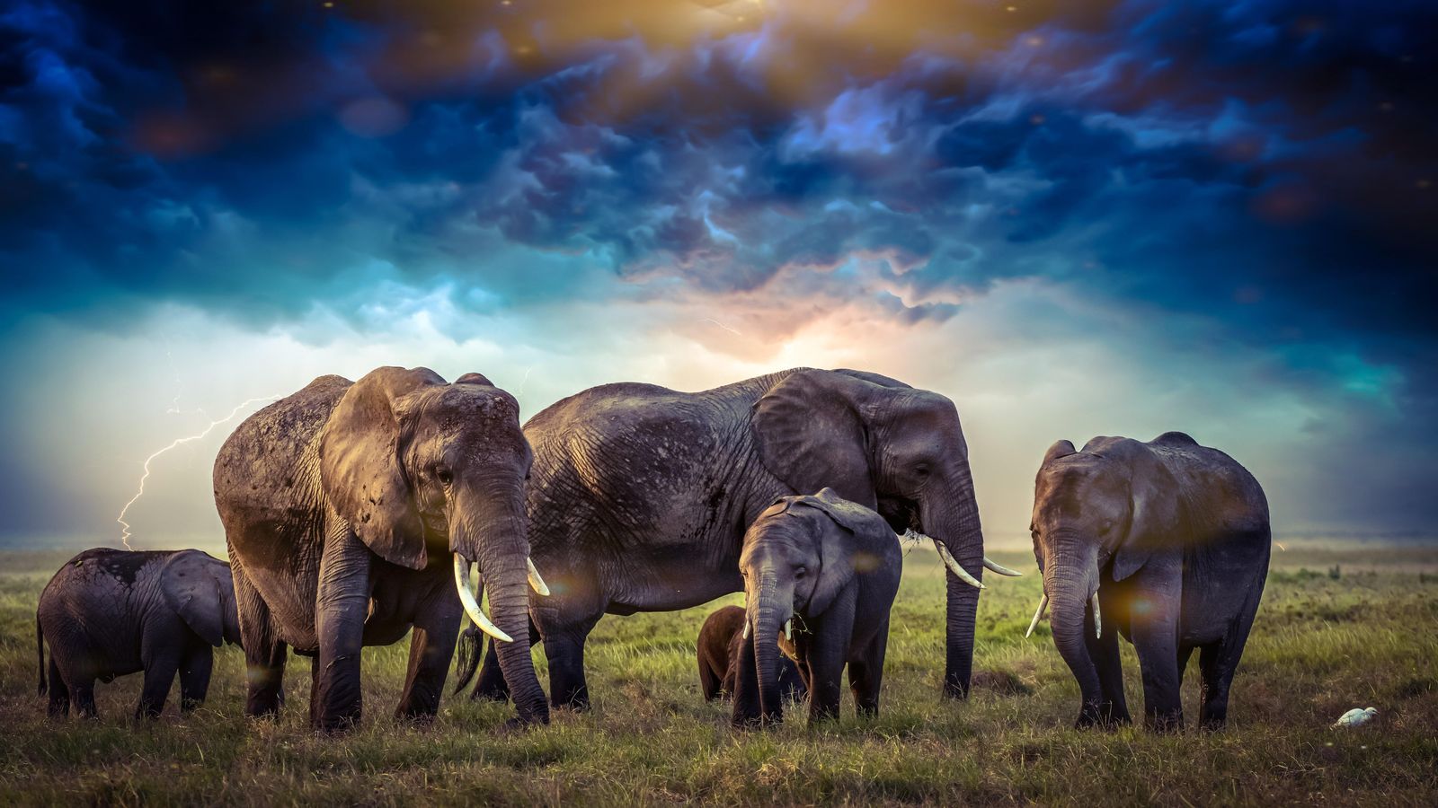 Majestic Elephants Lightning Wall Art