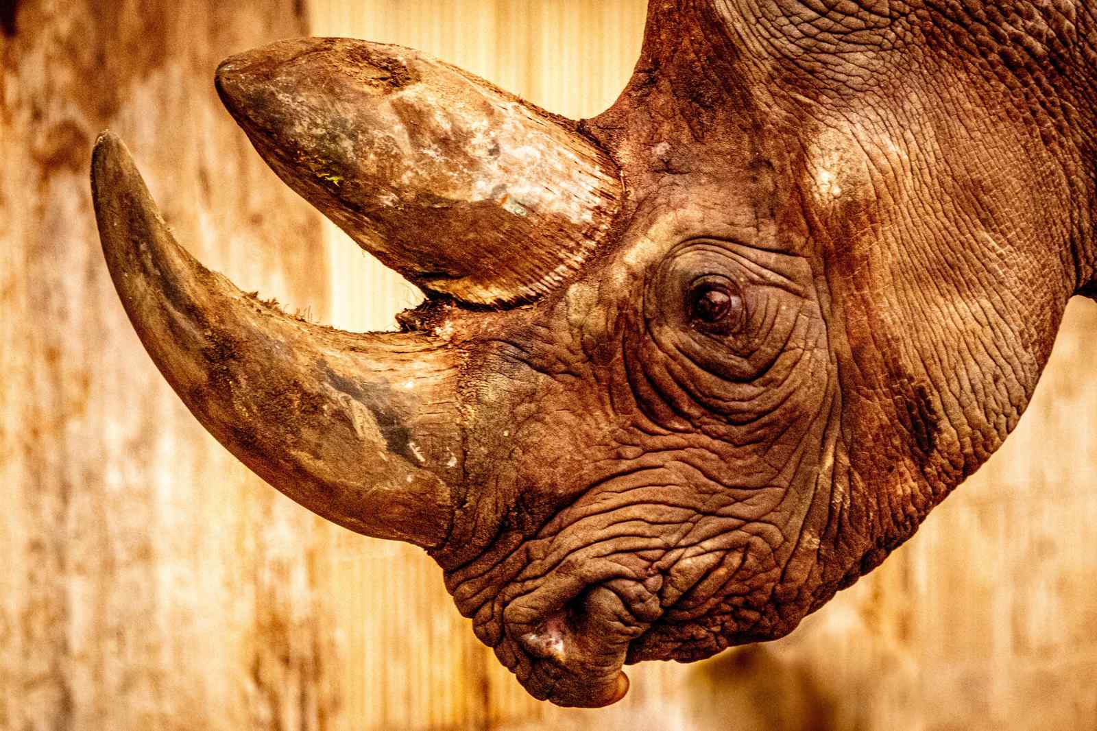 Majestic Rhino Portrait Wall Art