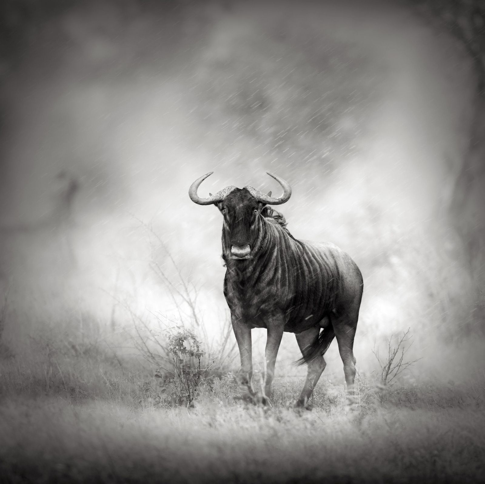 Majestic Wildebeest in Rain Wall Art
