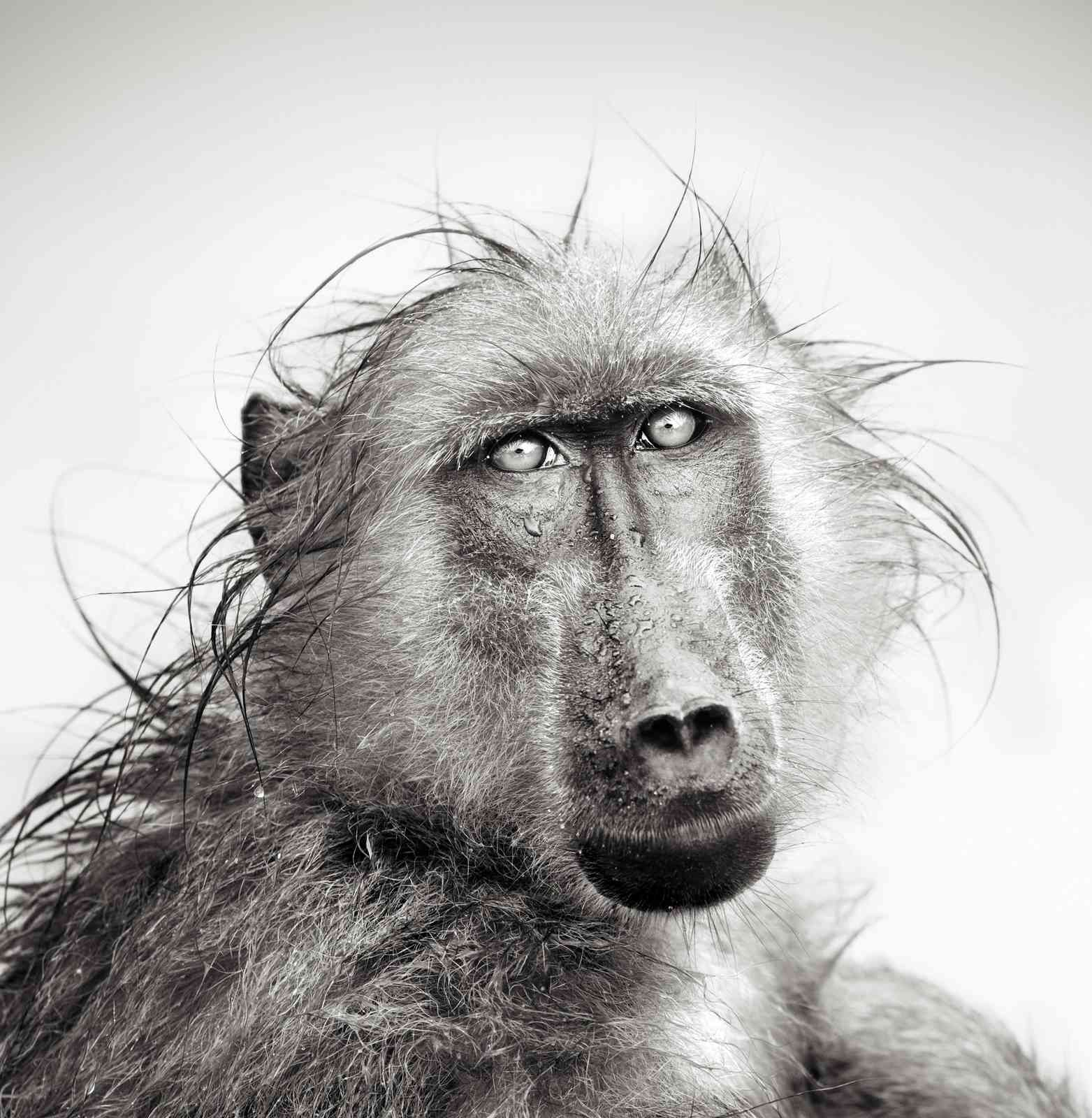 Captivating Baboon Portrait Wall Art