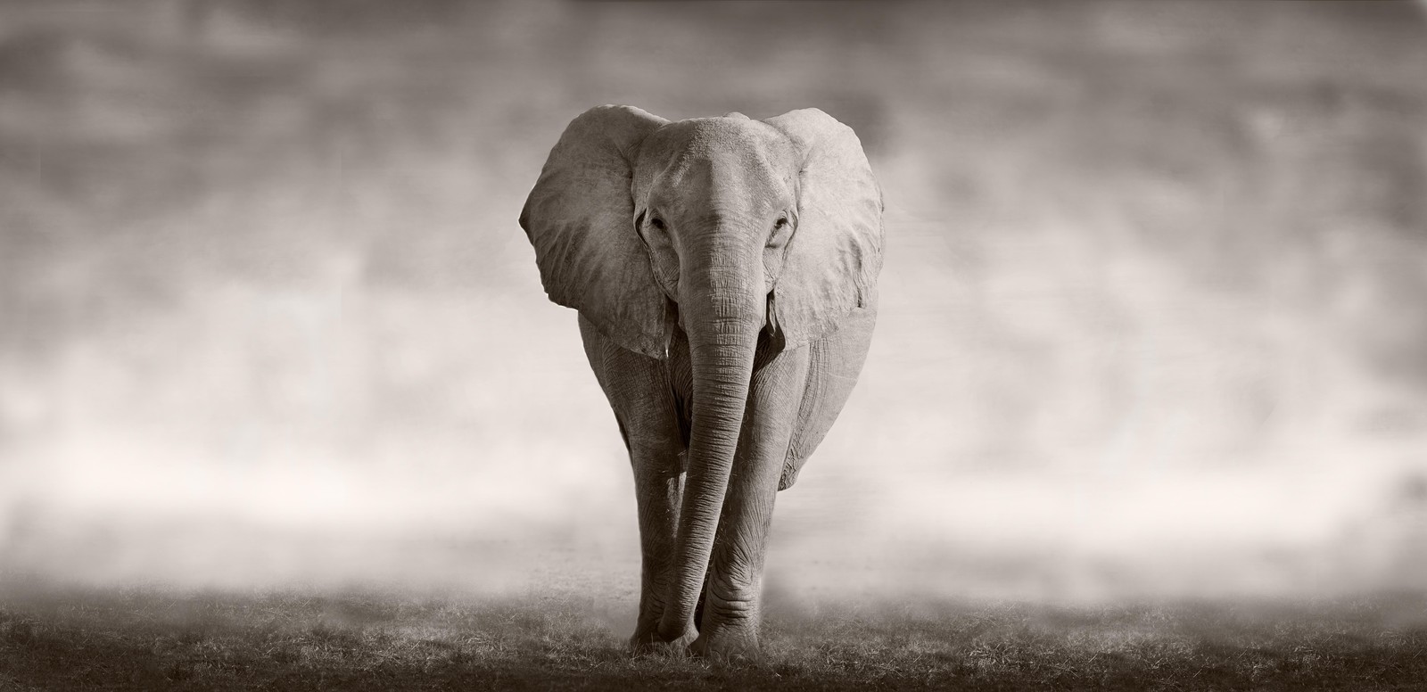 Majestic Elephant Serene Savannah Wall Art